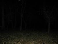 Chicago Ghost Hunters Group investigates Robinson Woods (102).JPG
